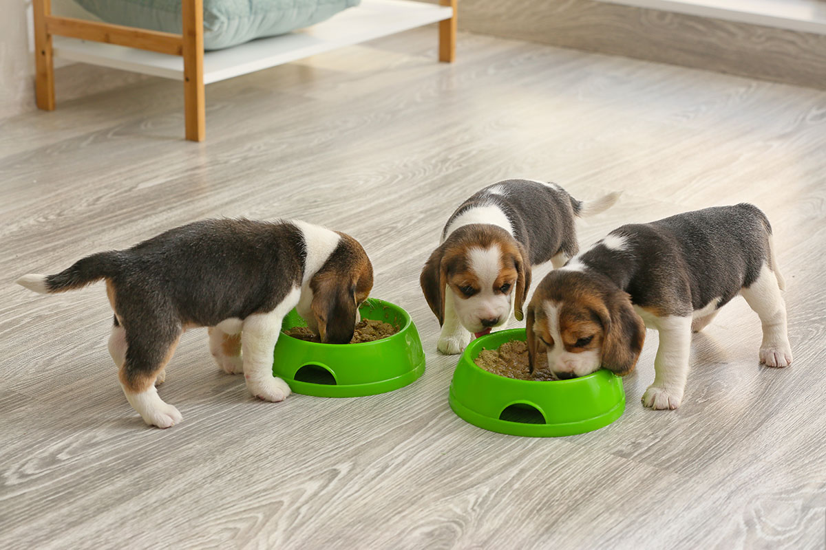 Nutrition for puppies: Which nutrients are essential for their development?