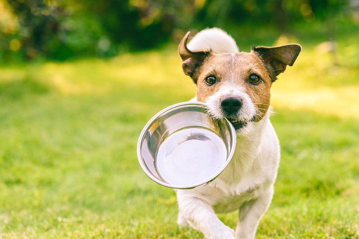 How can I tell if my dog has a food intolerance? 