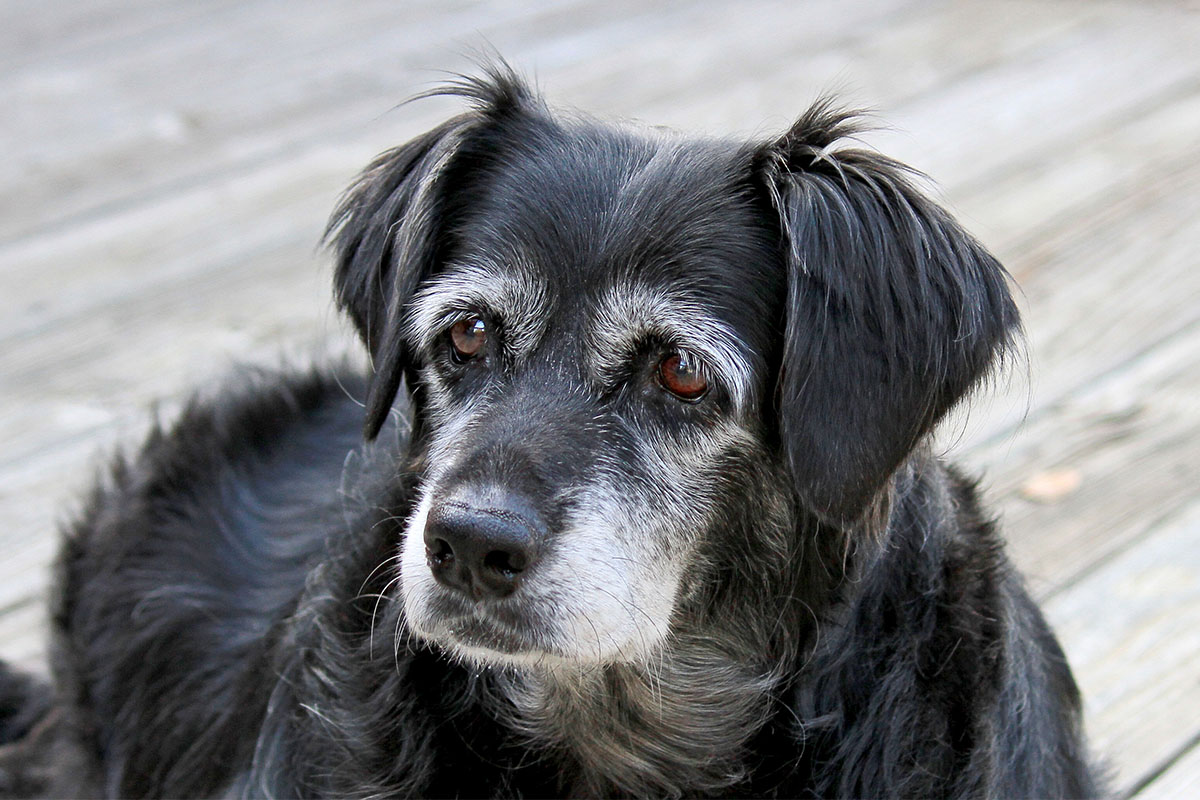 How can we cater for the particular nutritional needs of senior dogs?