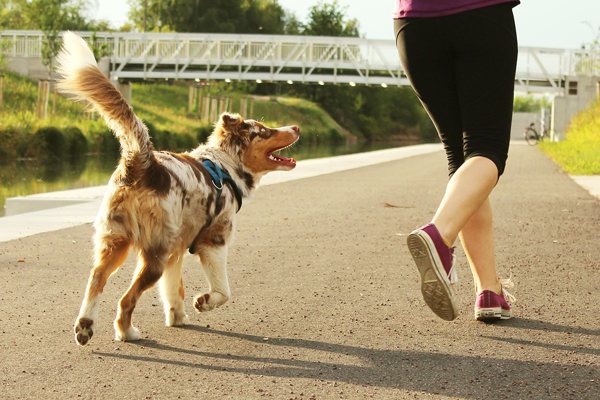 What should be the characteristics of diets for sports dogs?