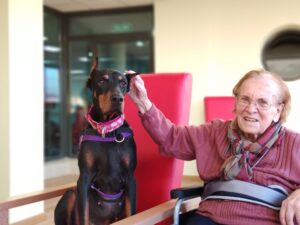 Dog assisting elderly
