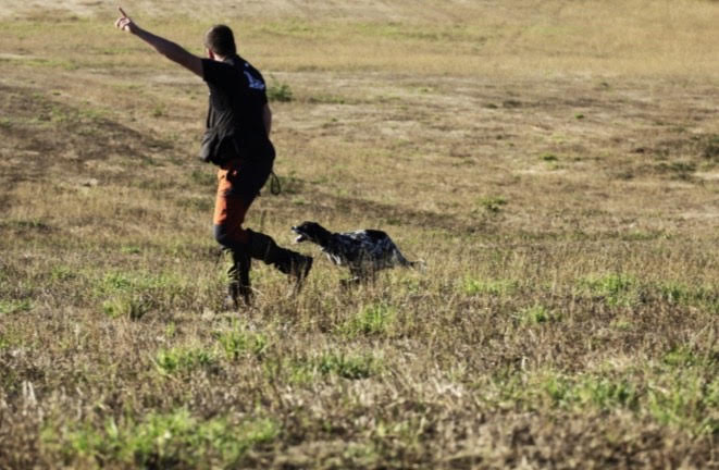 Dog and trainer in a field